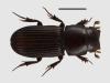 Saprosites natalensis