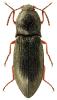 Paraphotistus nigricornis