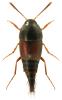 Sepedophilus marshami