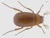 Serica brunnea