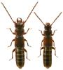 Siagonium quadricorne