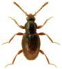 Stenichnus bicolor