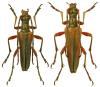 Stenocorus meridianus