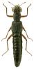 Stenus clavicornis