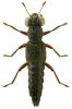 Stenus fulvicornis