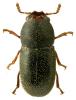 Strigocis bicornis