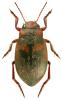 Suphrodytes dorsalis