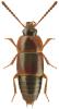 Tachinus corticinus