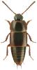 Tachinus laticollis