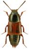 Tachinus lignorum