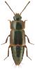 Tachinus marginellus