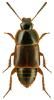 Tachinus pallipes