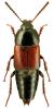 Tachinus rufipennis