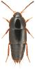 Tachinus rufipes