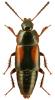 Tachinus subterraneus