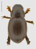 Tesarius caelatus