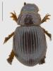 Tesarius mcclayi