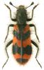 Trichodes alvearius