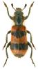 Trichodes apiarius