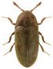 Trixagus dermestoides