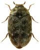 Trogoderma glabrum