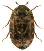 Trogoderma inclusum
