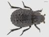 Trox perlatus