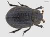 Trox sabulosus