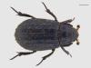 Trox scaber