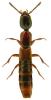 Xantholinus tricolor