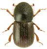 Xyleborus dispar