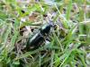 Selatosomus aeneus in grass