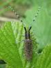 Agapanthia villosoviridescens