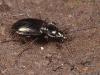 Agonum emarginatum