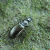 Agonum gracile