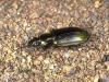 Agonum marginatum