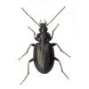 Agonum viduum