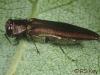 Agrilus sinuatus