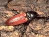 Ampedus cardinalis