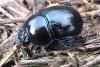 Anoplotrupes stercorosus