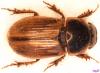 Aphodius sphacelatus