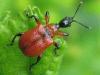 Apoderus coryli