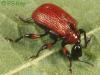 Apoderus coryli