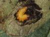 Apoderus coryli