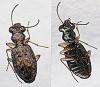 Asaphidion curtum