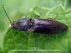 Athous haemorrhoidalis