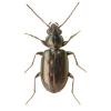 Bembidion bipunctatum