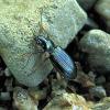 Bembidion decorum