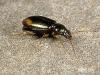 Bembidion lunatum