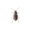 Bembidion lunulatum